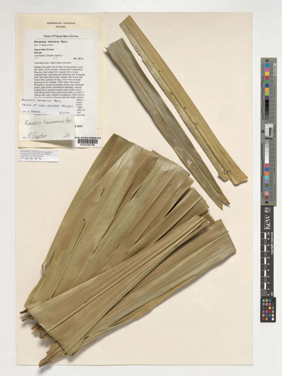 Botanical specimen of Borassus Heineanus.