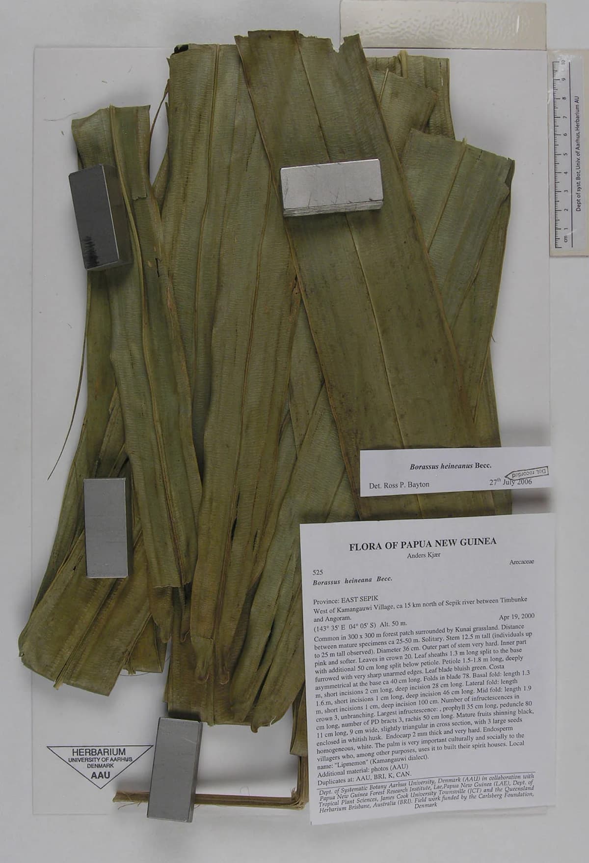 Botanical specimen of Borassus Heineanus.