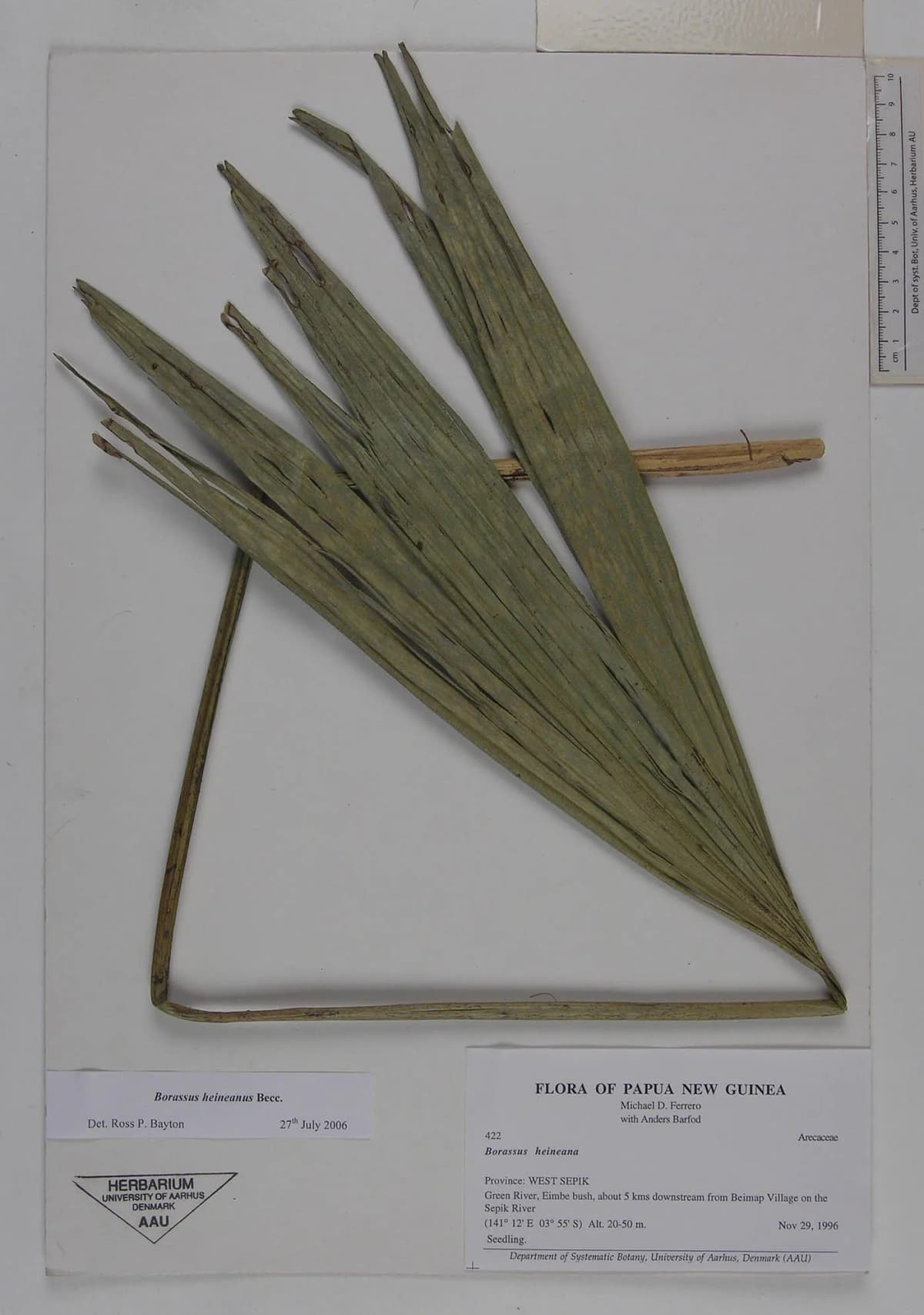 Botanical specimen of Borassus Heineanus.