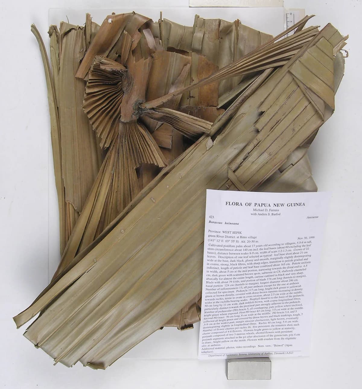 Botanical specimen of Borassus Heineanus.