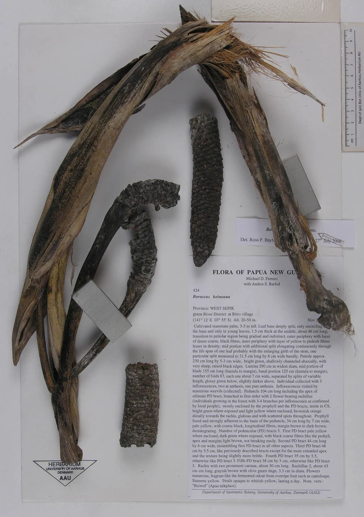 Botanical specimen of Borassus Heineanus.