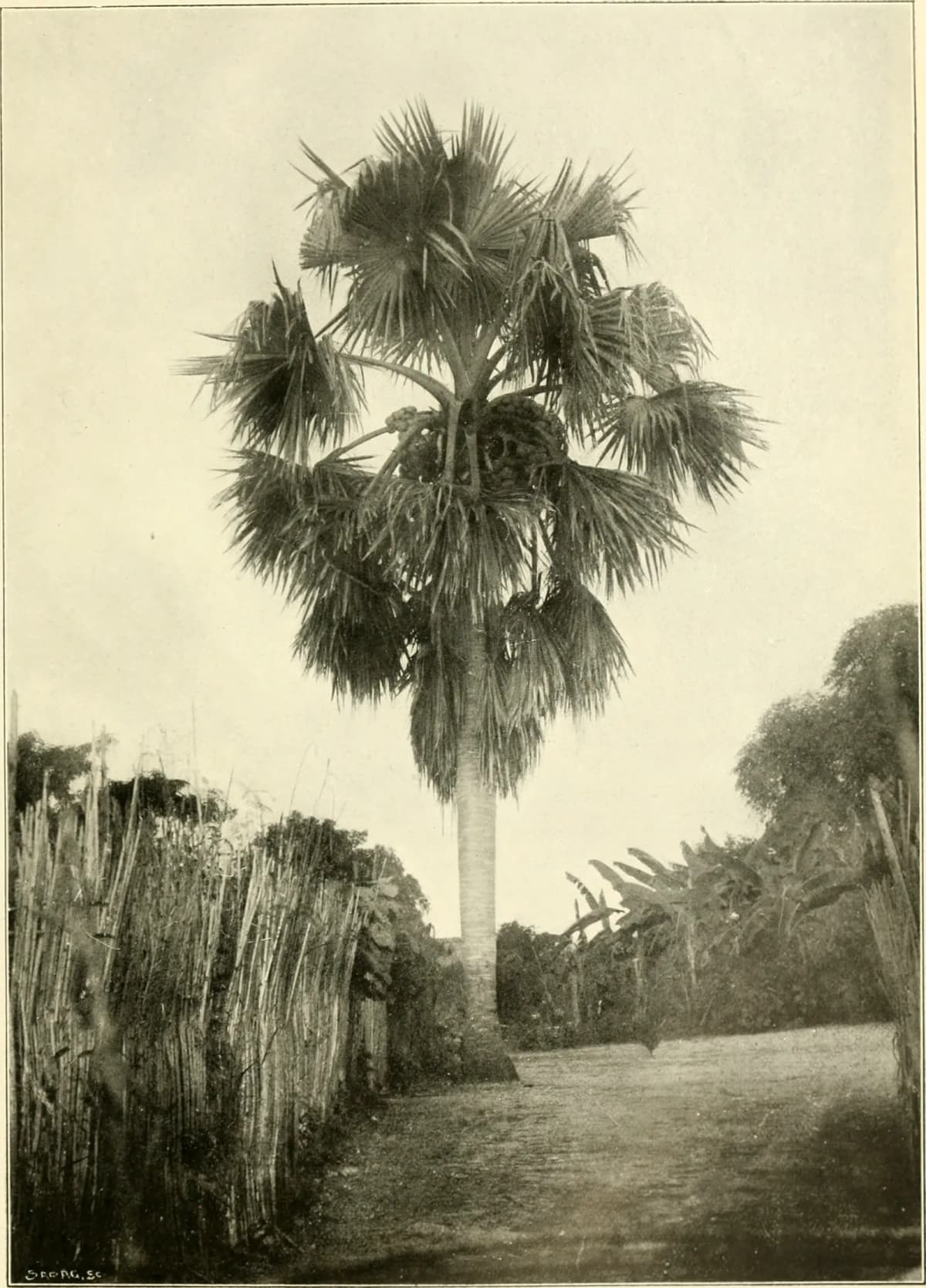 Botanical specimen of Borassus Madagascariensis.