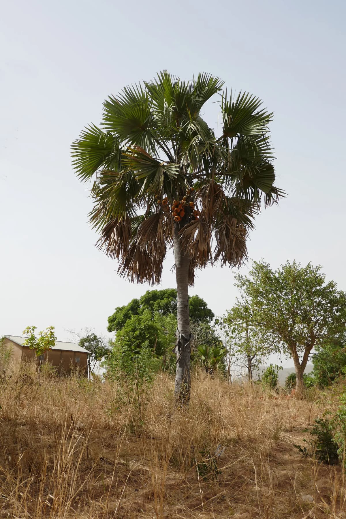 Botanical specimen of Borassus Sambiranensis.