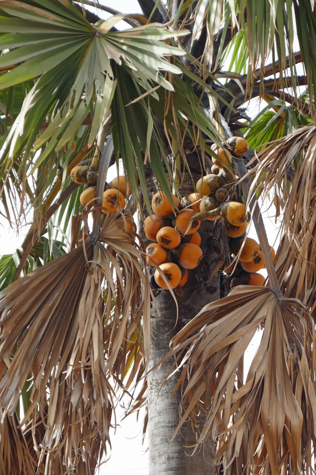 Botanical specimen of Borassus Sambiranensis.