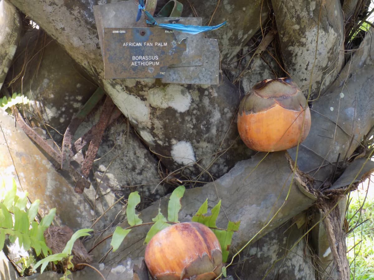 Botanical specimen of Borassus Sambiranensis.