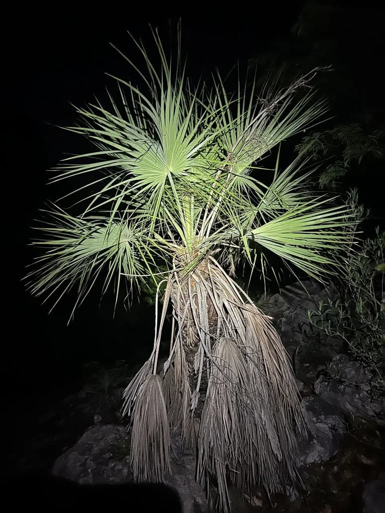 Botanical specimen of Brahea Aculeata.