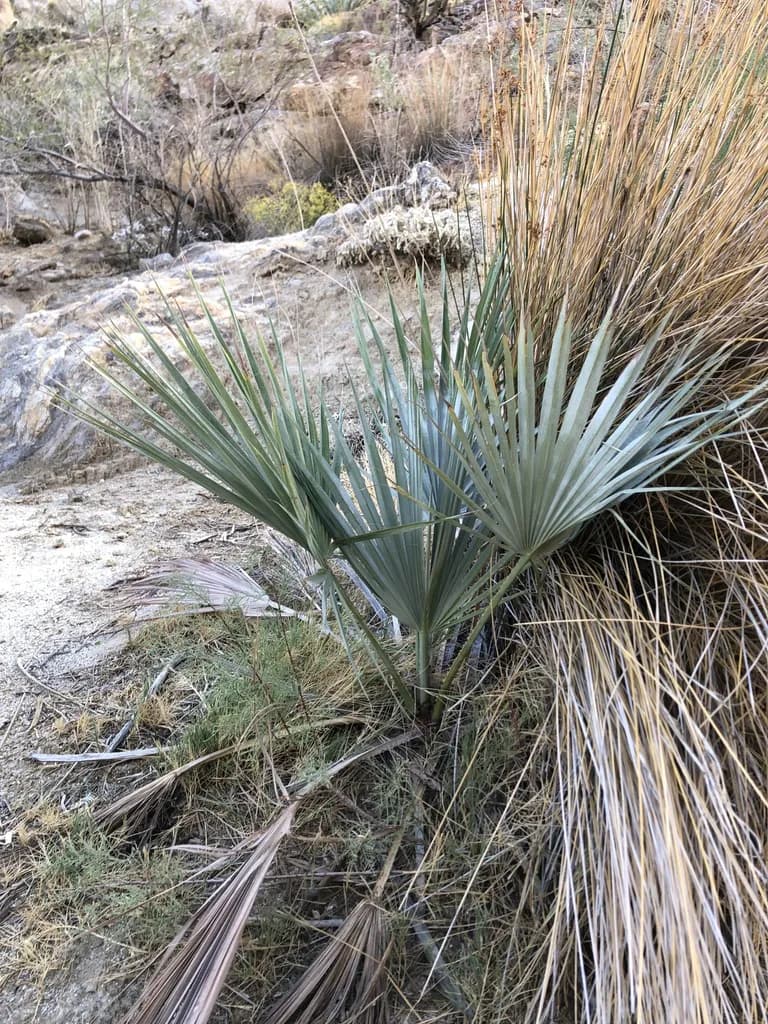 Botanical specimen of Brahea Armata.