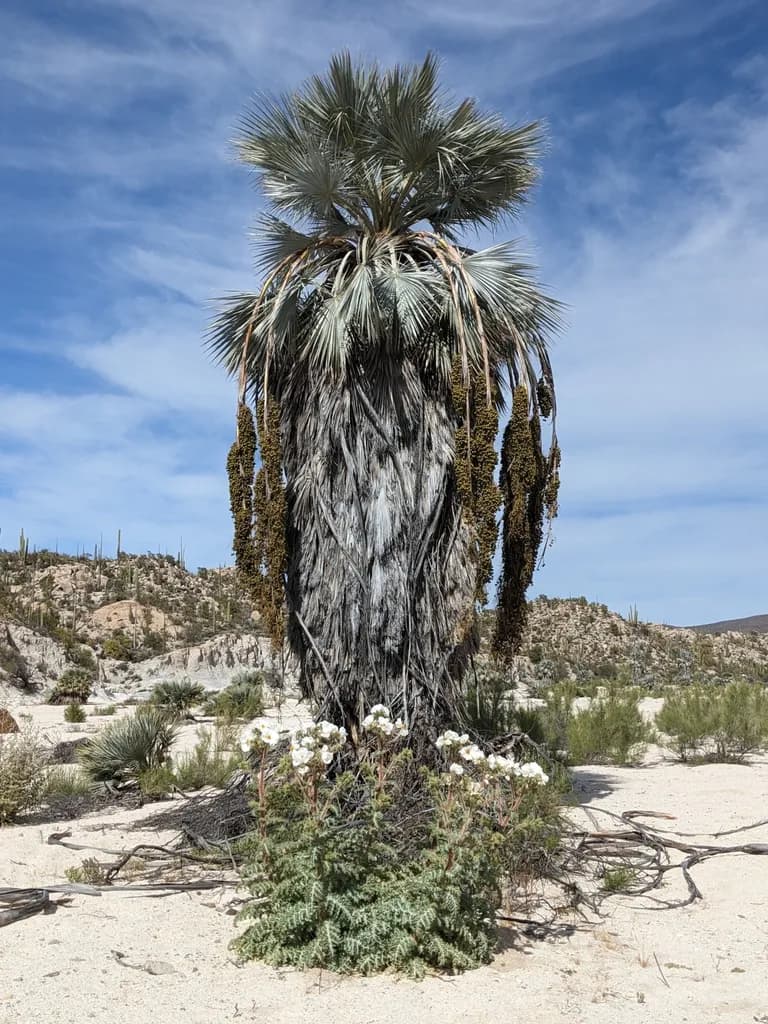 Botanical specimen of Brahea Armata.