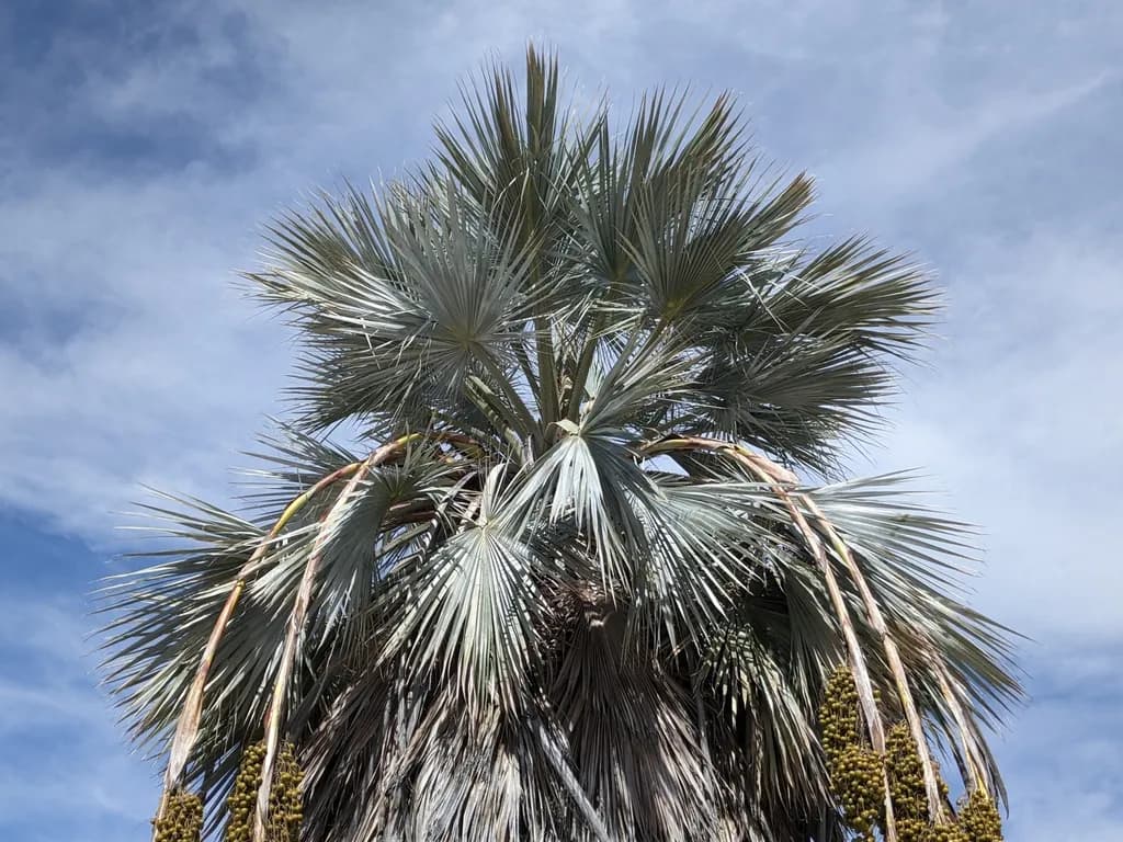 Botanical specimen of Brahea Armata.