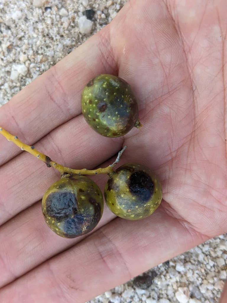 Botanical specimen of Brahea Armata.