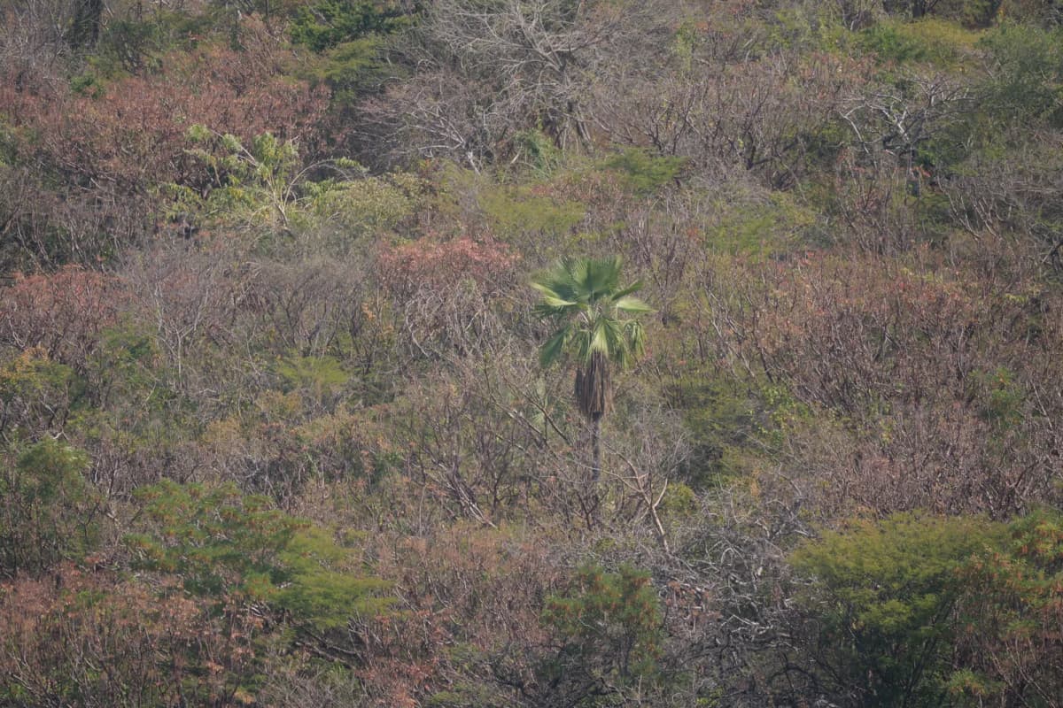 Botanical specimen of Brahea Bella.