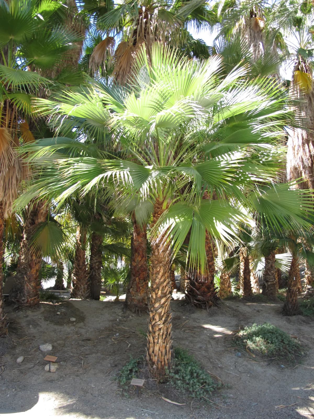 Botanical specimen of Brahea Brandegeei.