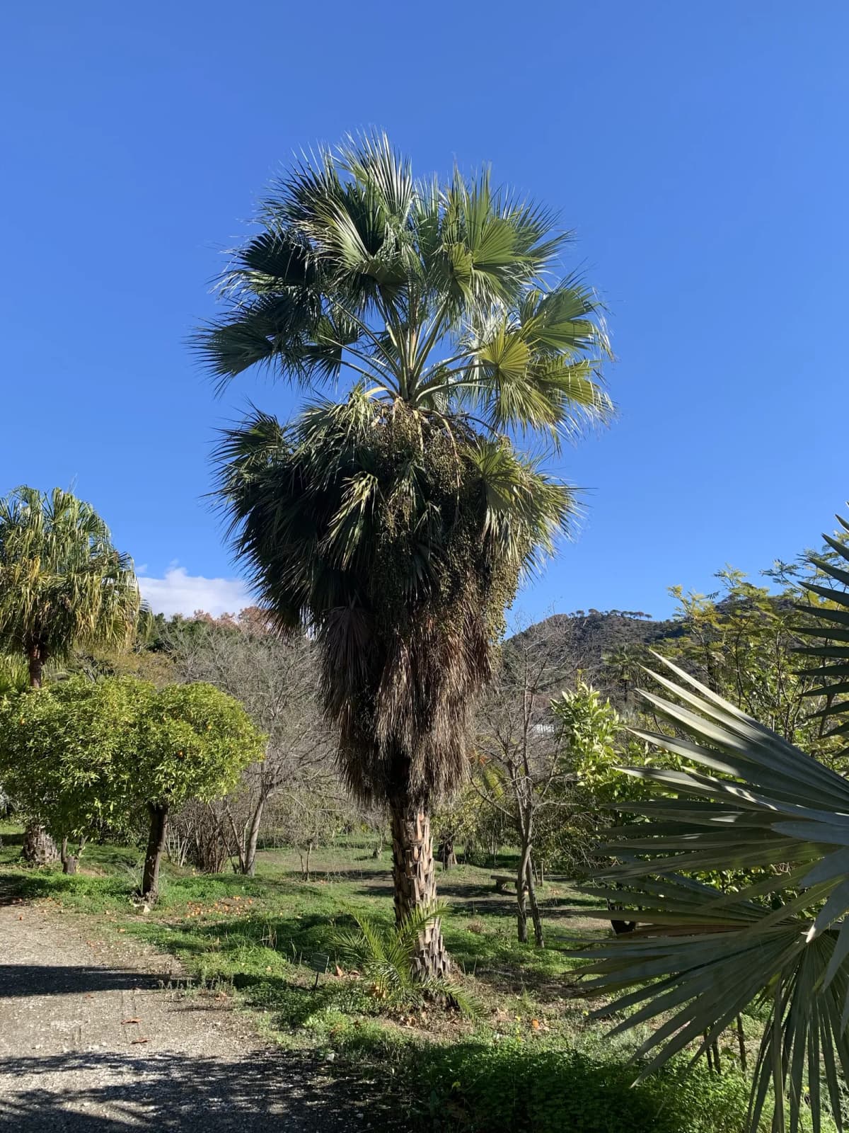 Botanical specimen of Brahea Brandegeei.