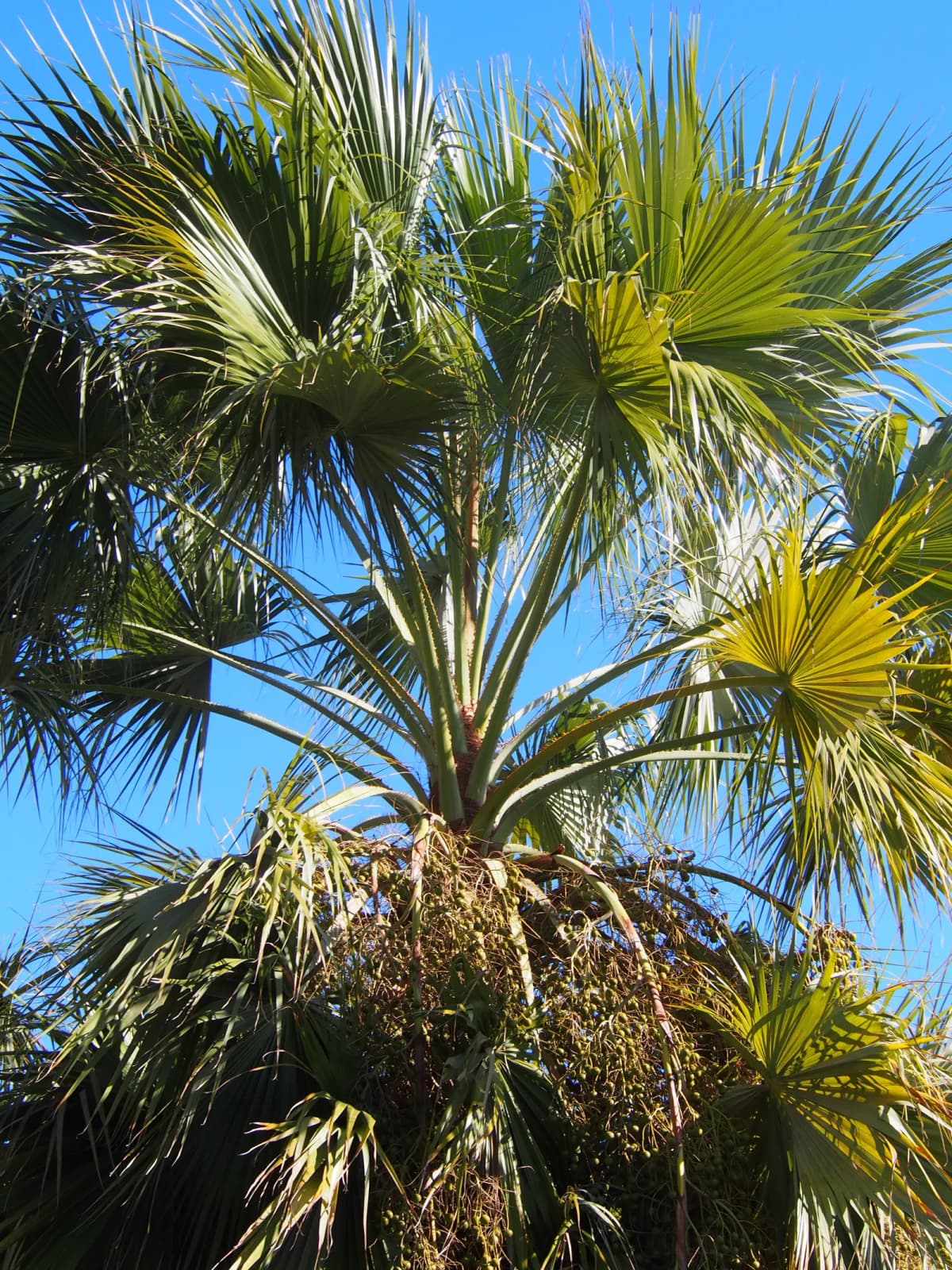 Botanical specimen of Brahea Brandegeei.