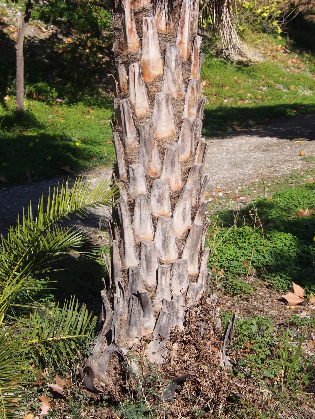 Botanical specimen of Brahea Brandegeei.
