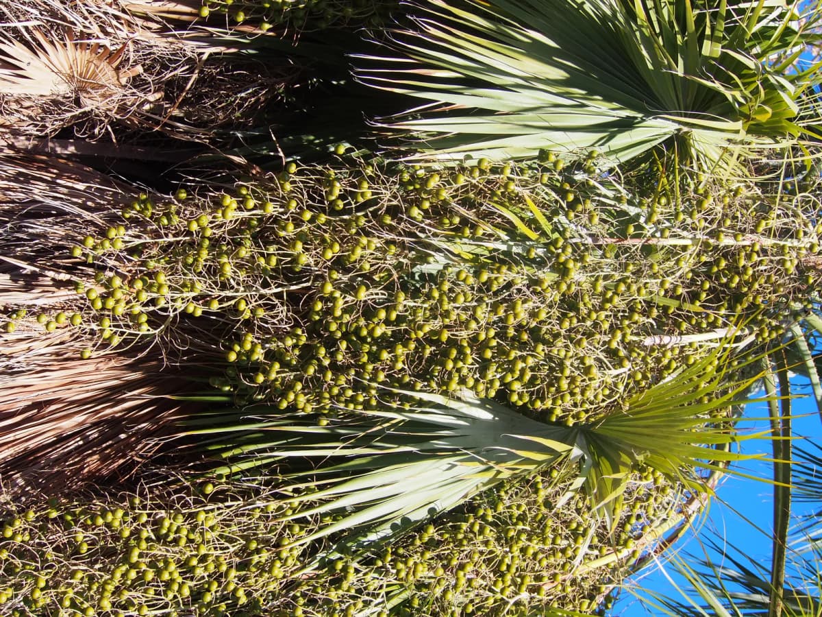 Botanical specimen of Brahea Brandegeei.