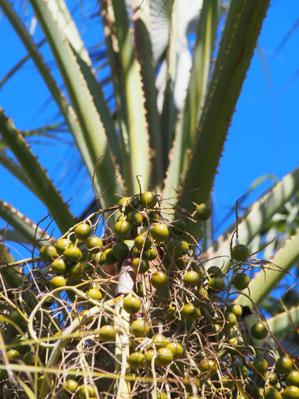 Botanical specimen of Brahea Brandegeei.
