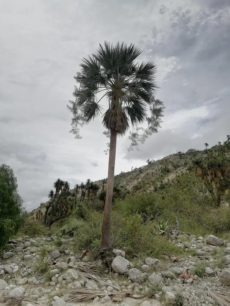 Botanical specimen of Brahea Calcarea.