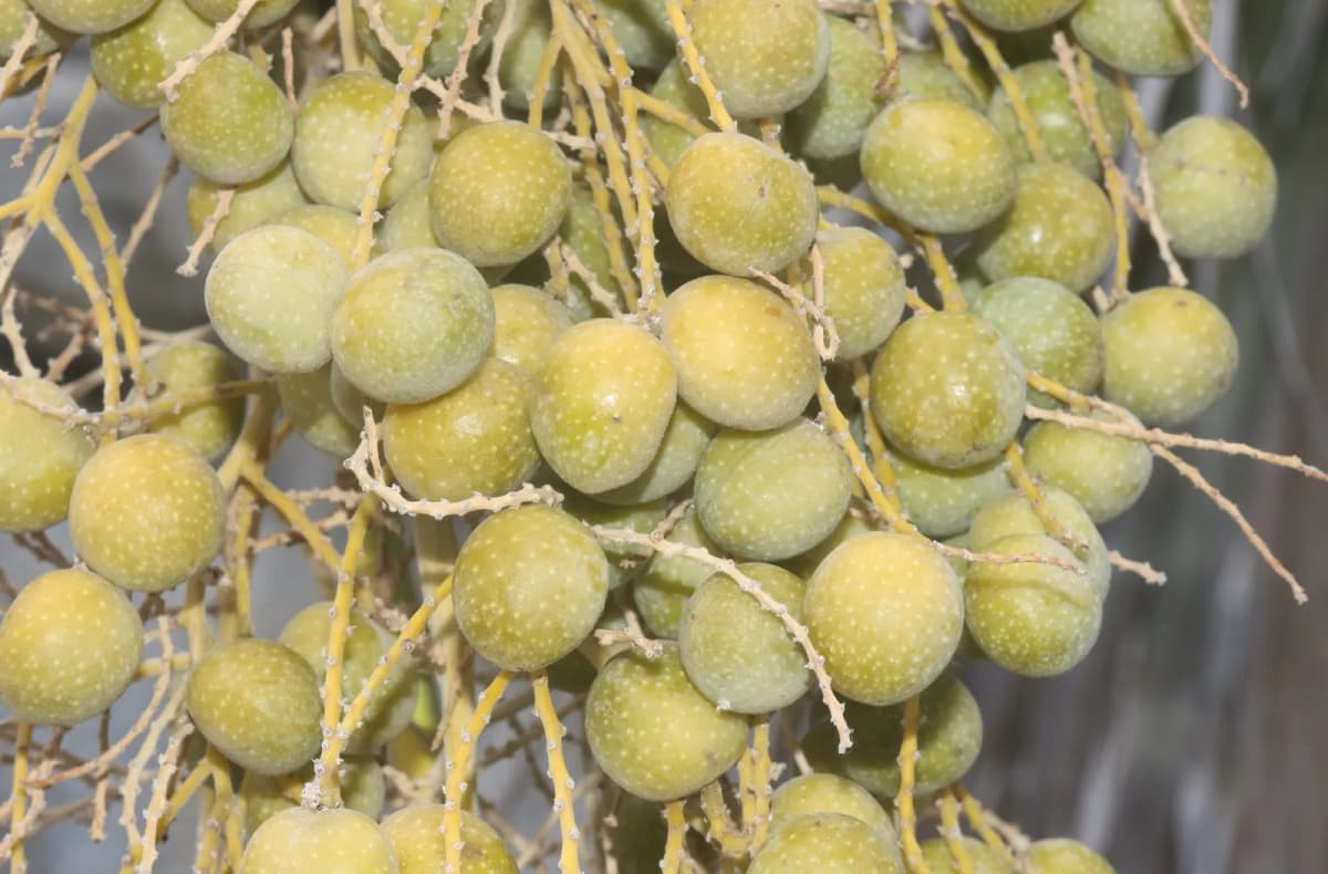 Botanical specimen of Brahea Clara.