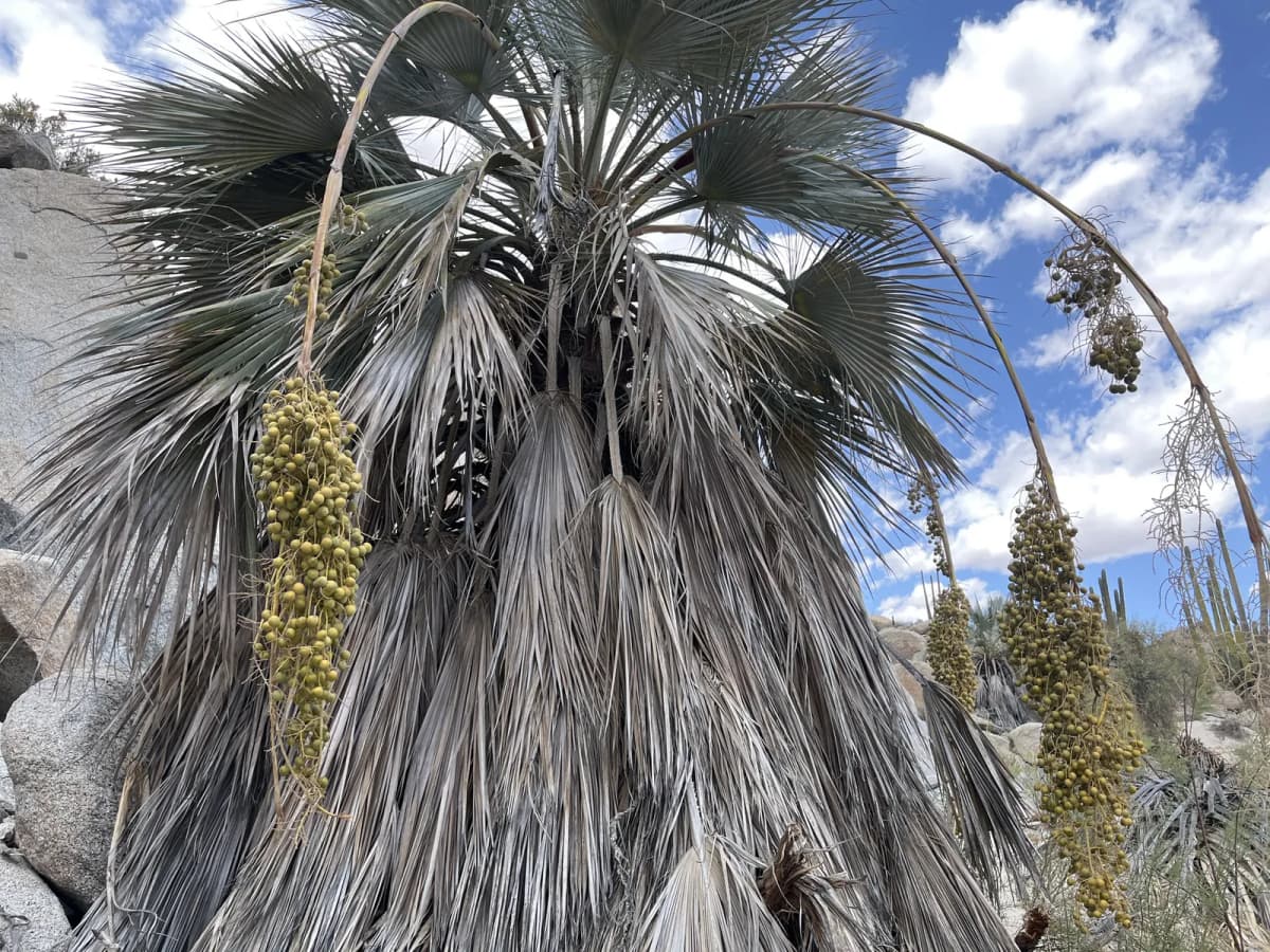 Botanical specimen of Brahea Clara.
