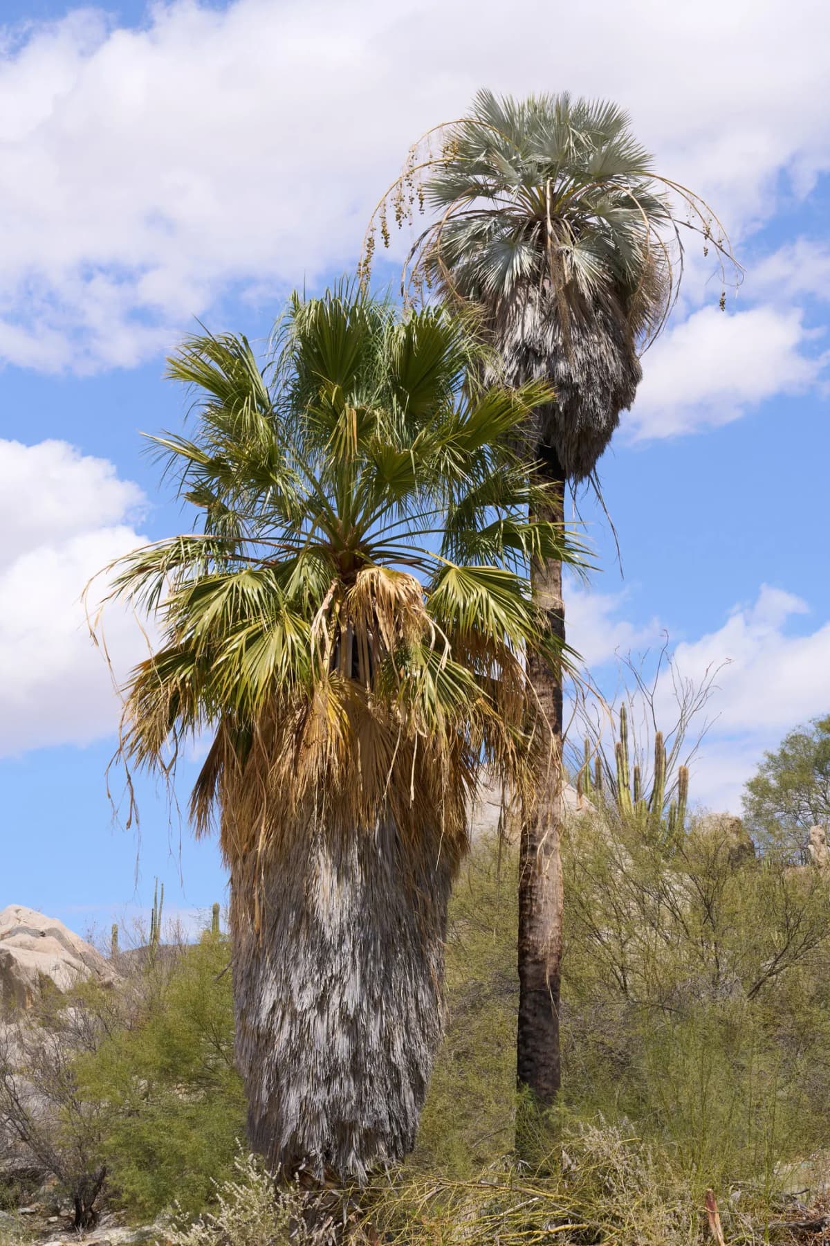 Botanical specimen of Brahea Clara.