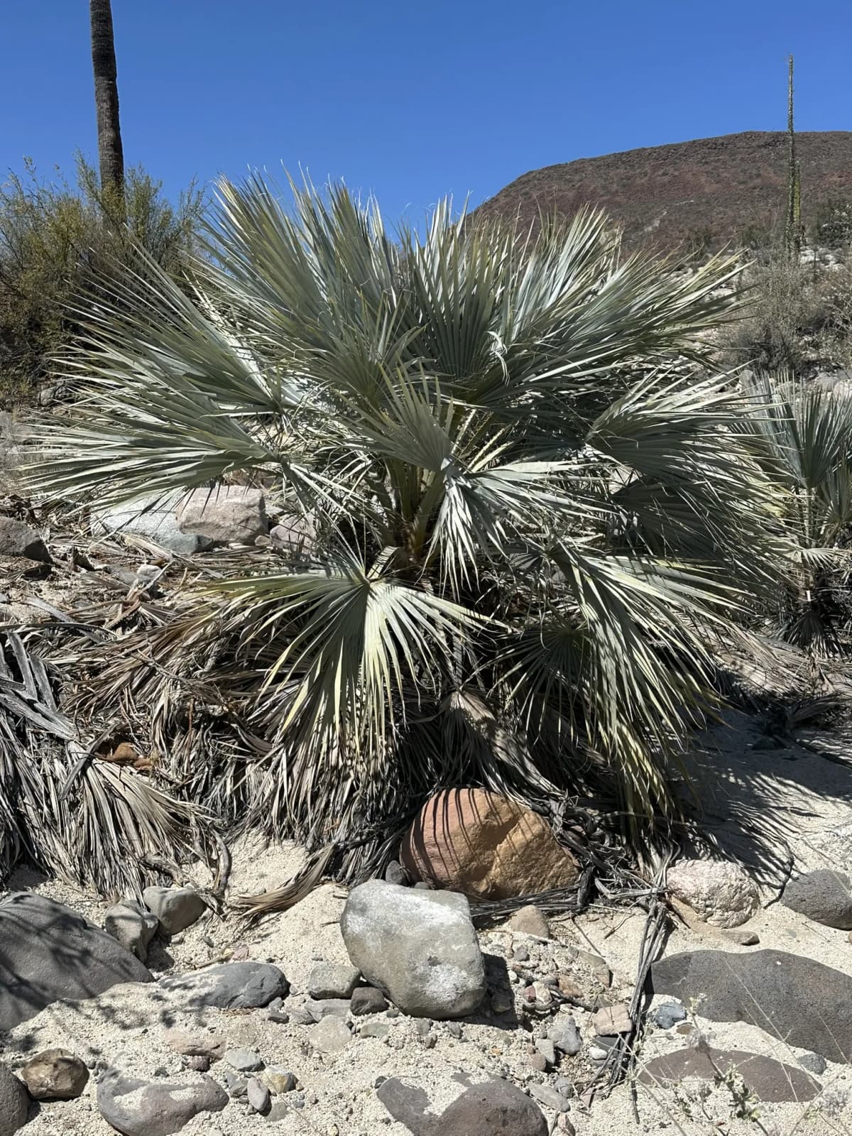 Botanical specimen of Brahea Clara.
