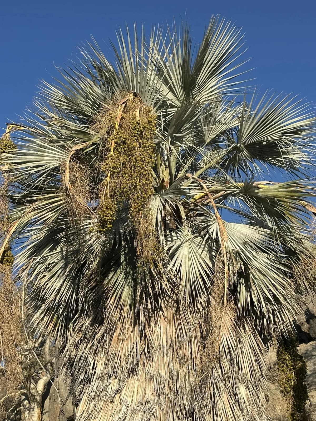 Botanical specimen of Brahea Clara.