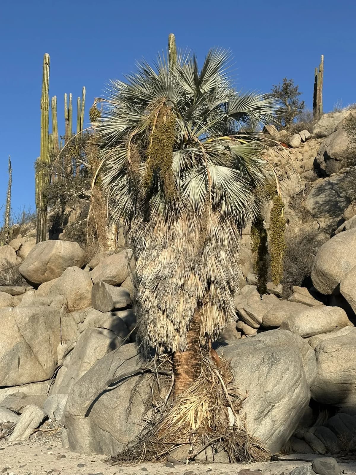Botanical specimen of Brahea Clara.
