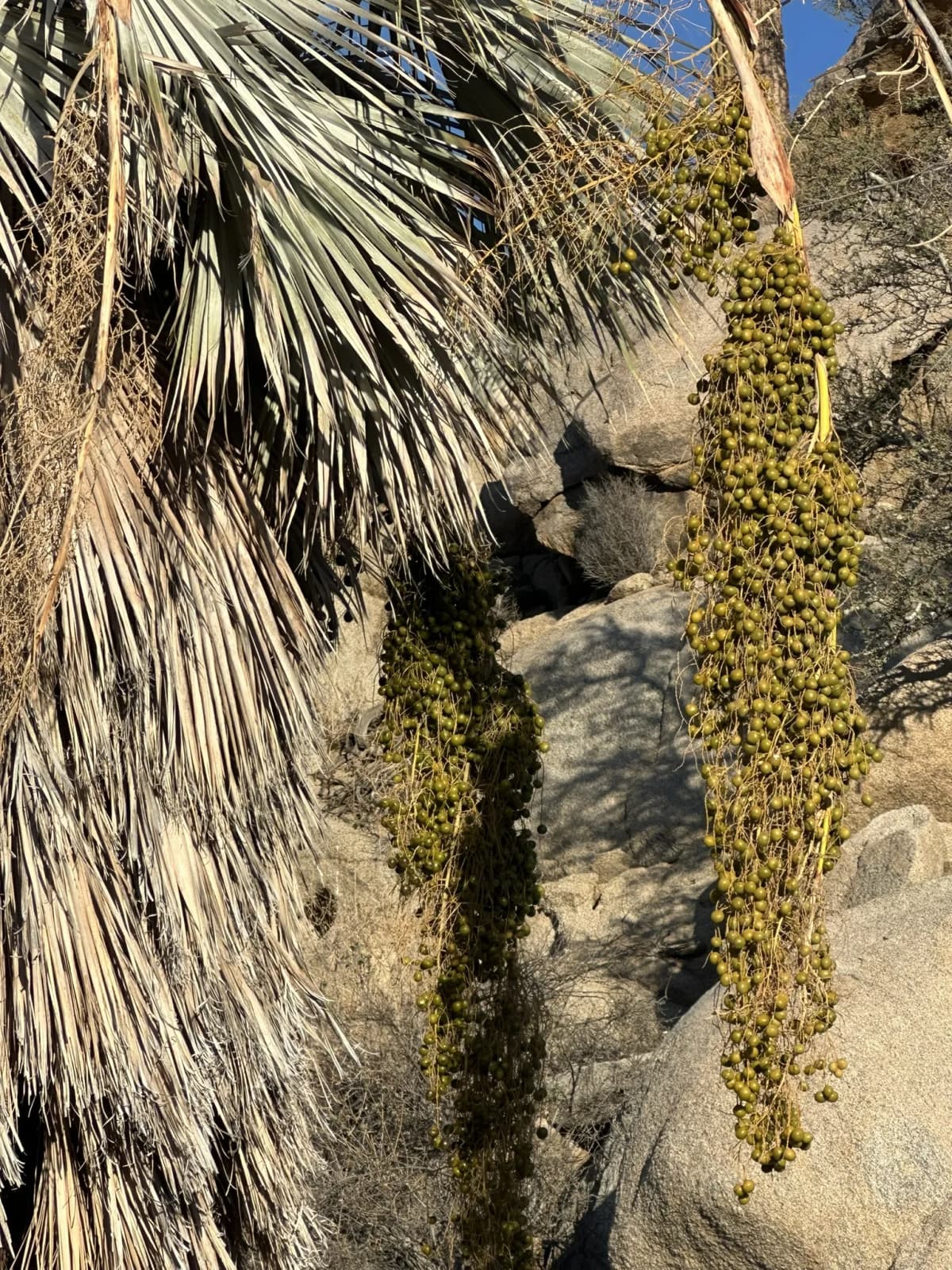 Botanical specimen of Brahea Clara.