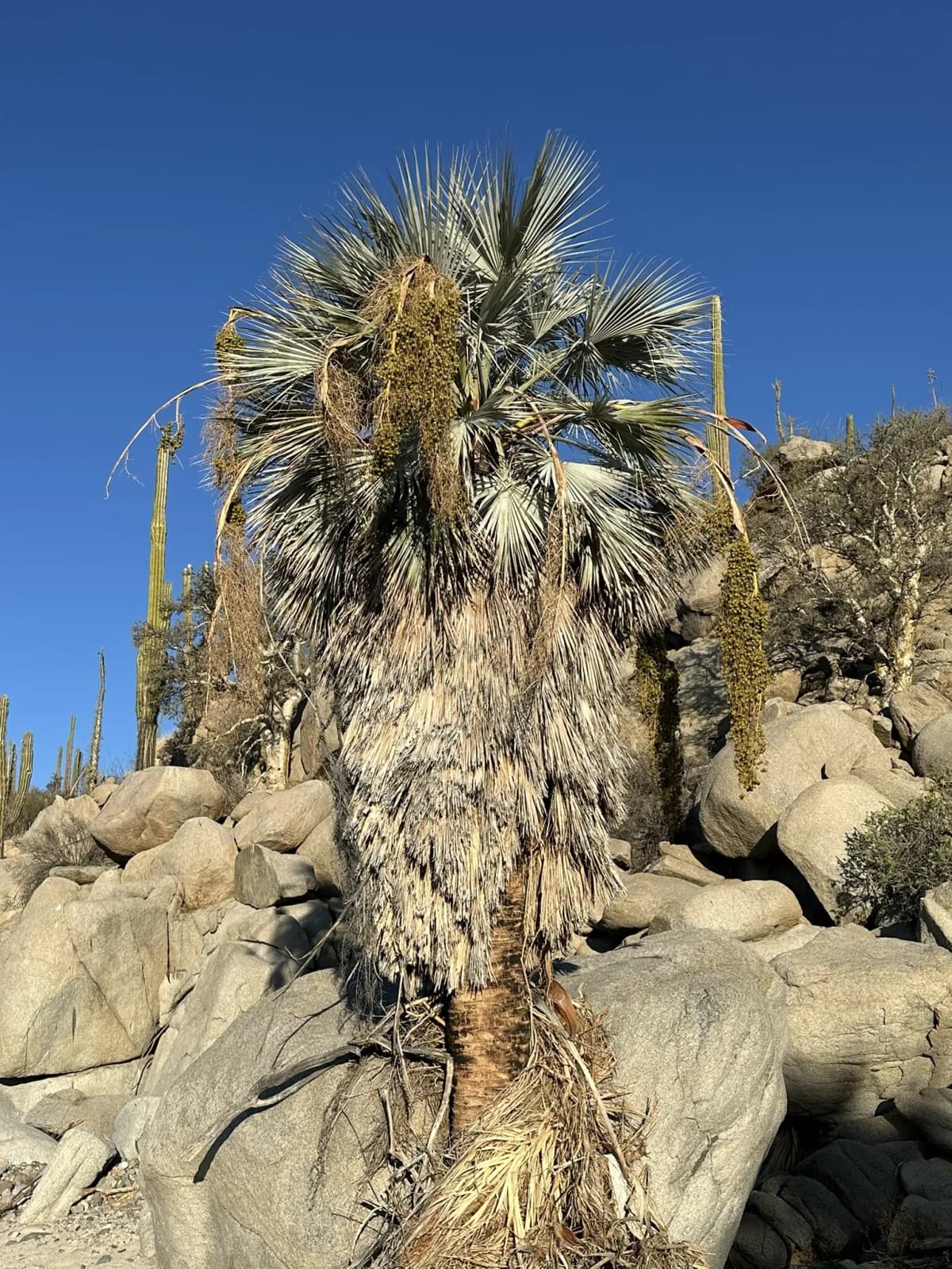 Botanical specimen of Brahea Clara.