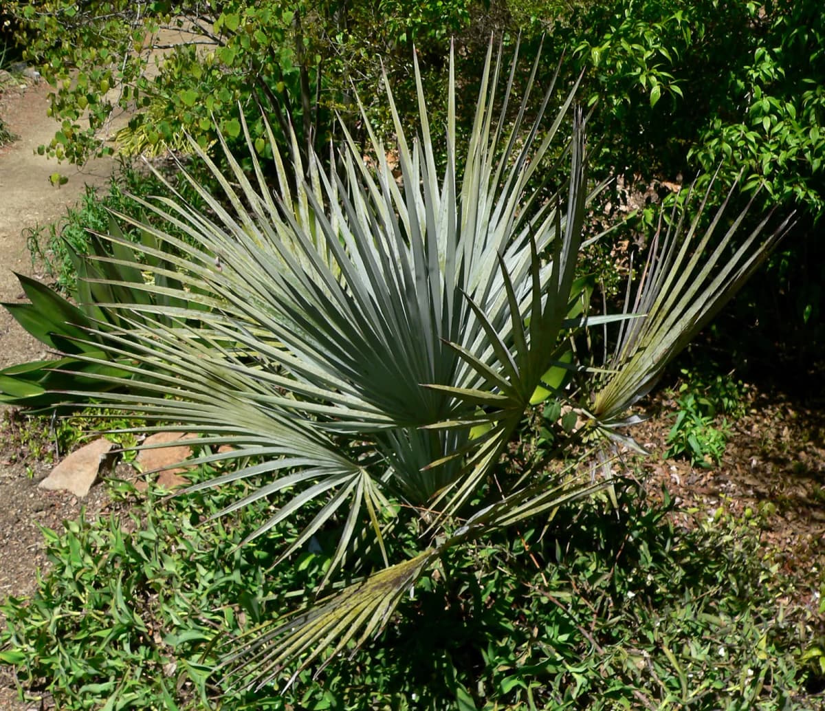 Botanical specimen of Brahea Decumbens.