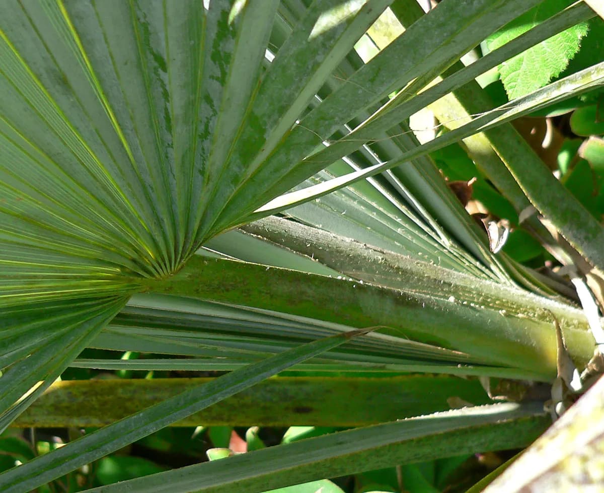 Botanical specimen of Brahea Decumbens.