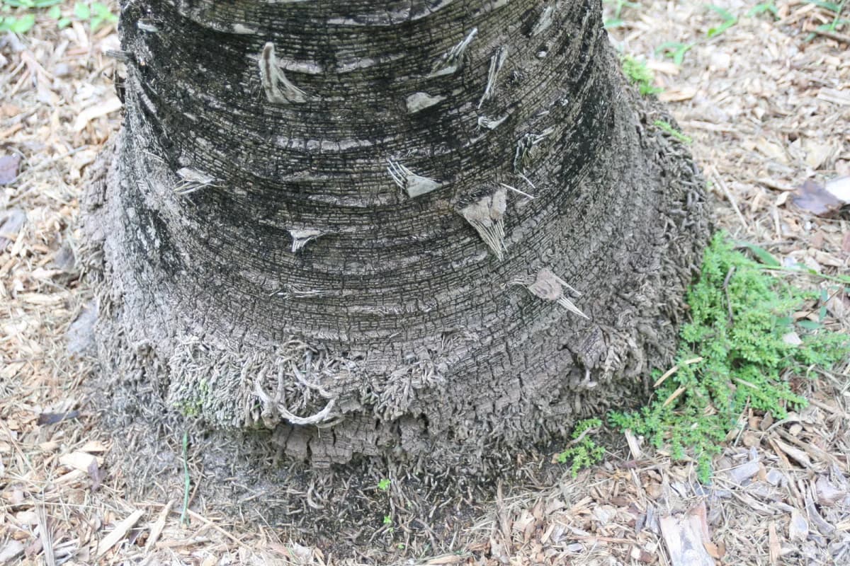 Botanical specimen of Brahea Dulcis.