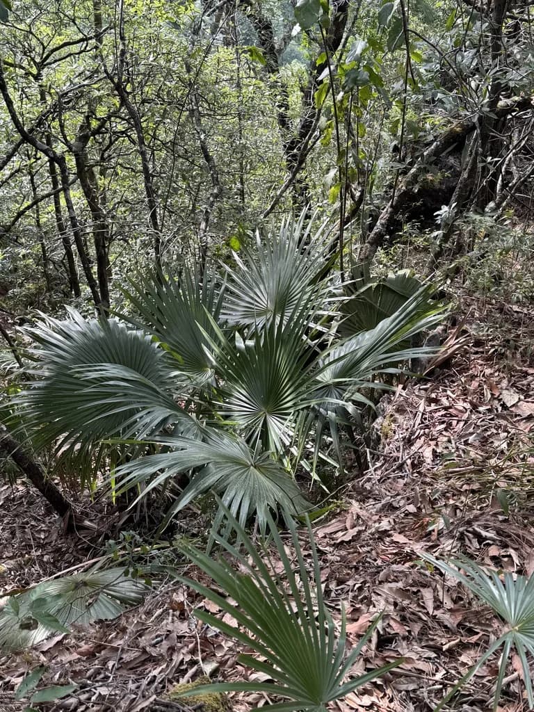 Botanical specimen of Brahea Moorei.