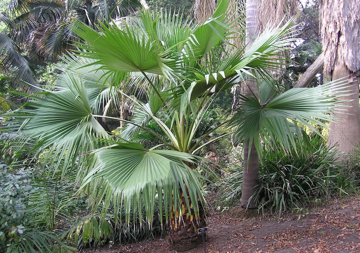 Botanical specimen of Brahea Salvadorensis.