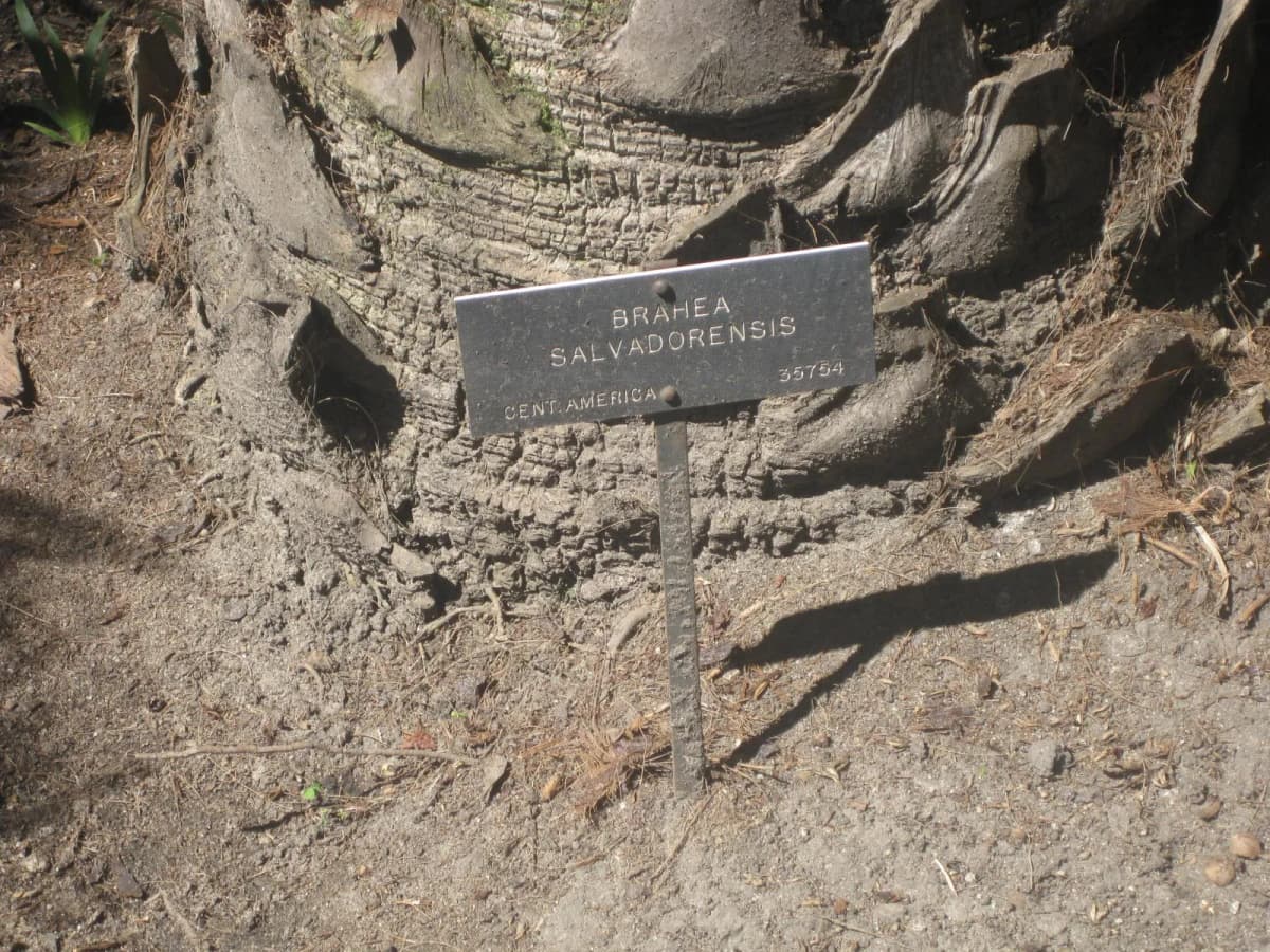 Botanical specimen of Brahea Salvadorensis.