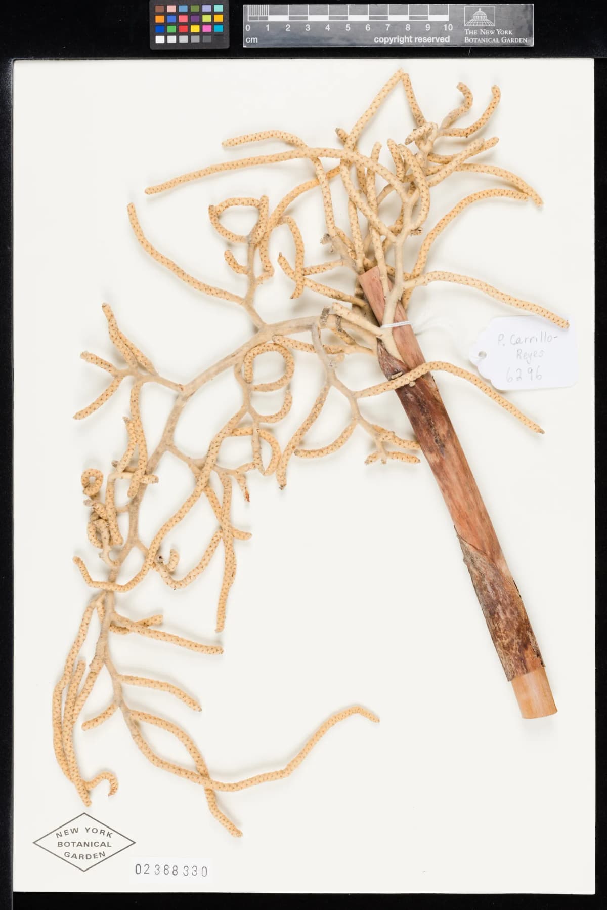 Botanical specimen of Brahea Sarukhanii.