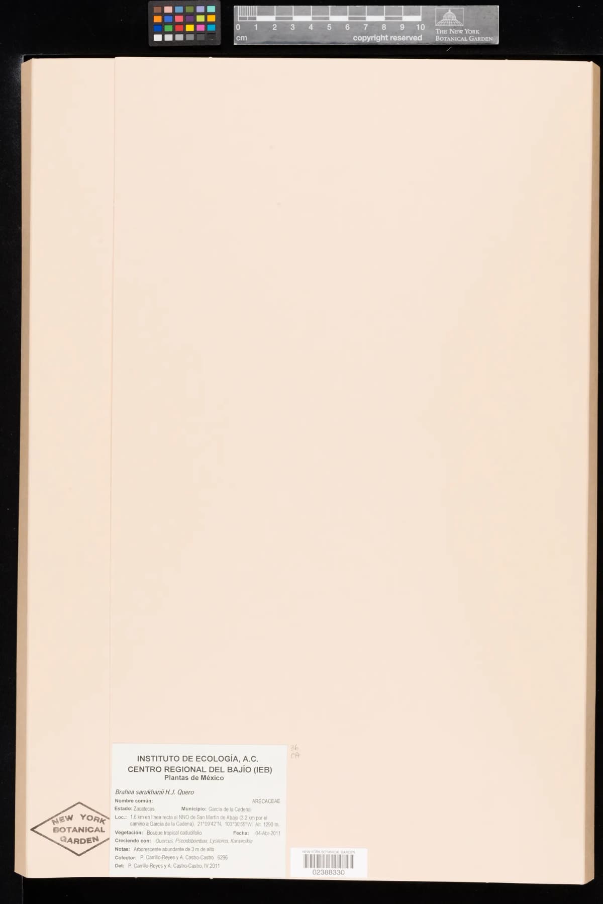 Botanical specimen of Brahea Sarukhanii.