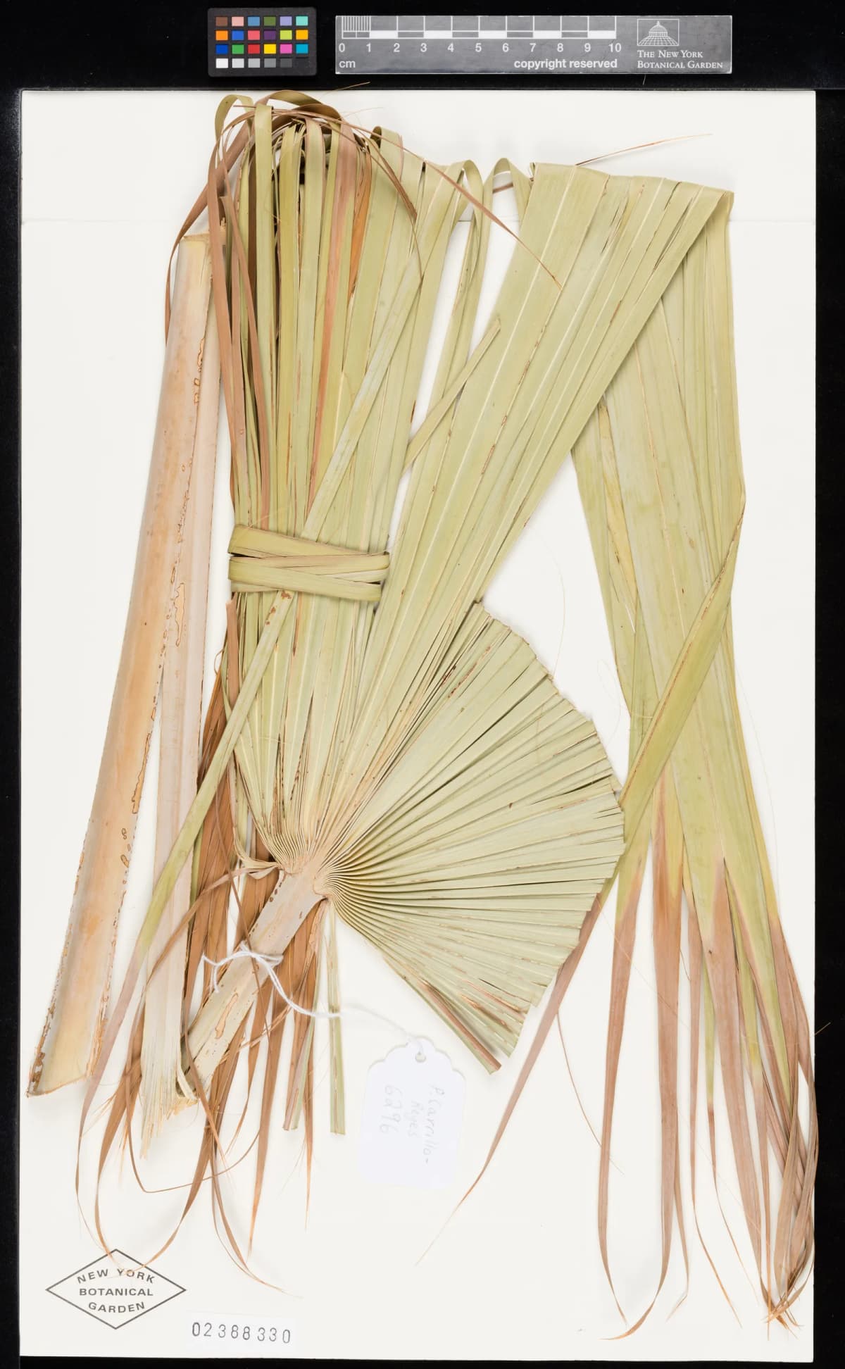 Botanical specimen of Brahea Sarukhanii.