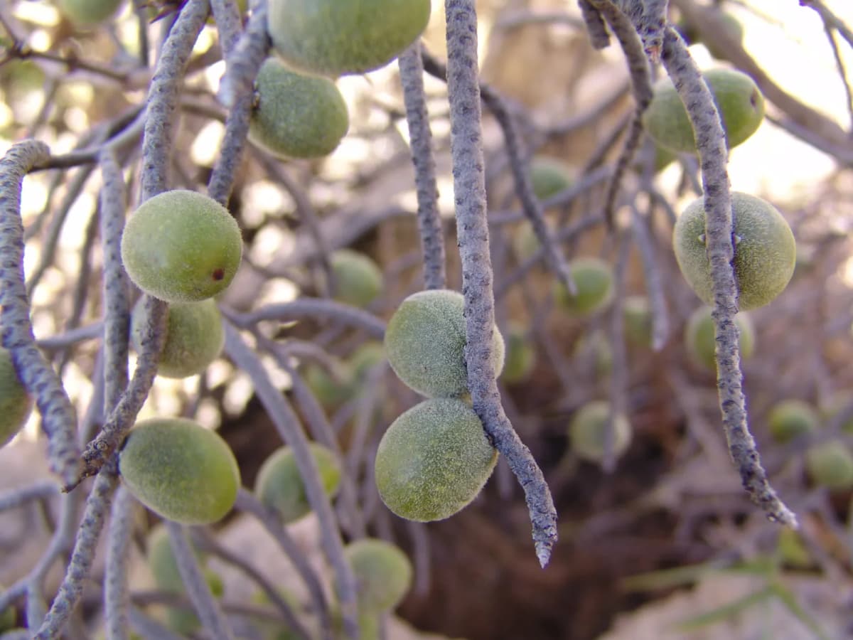 Botanical specimen of Brahea Sarukhanii.