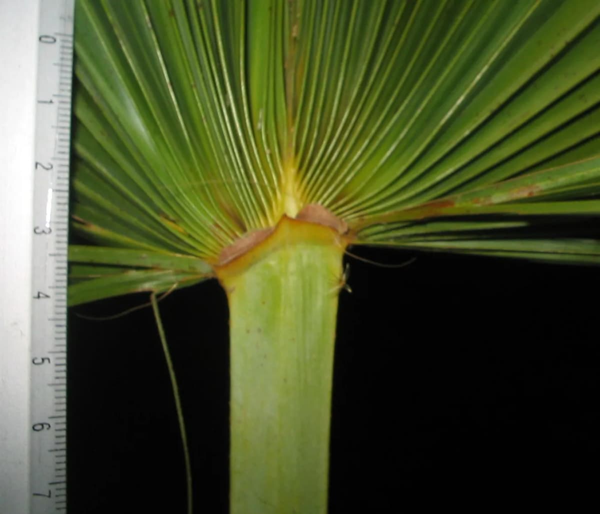 Botanical specimen of Brahea Sarukhanii.