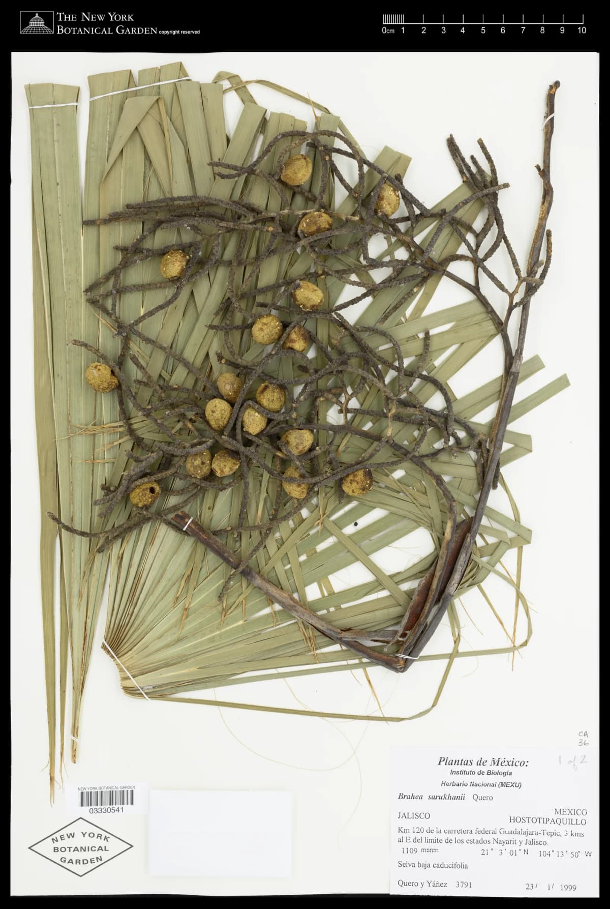 Botanical specimen of Brahea Sarukhanii.