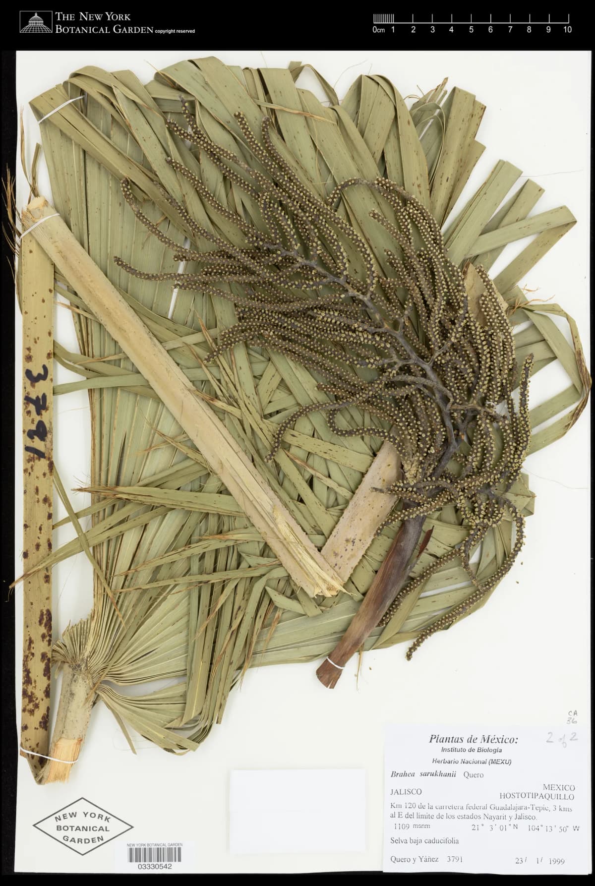 Botanical specimen of Brahea Sarukhanii.