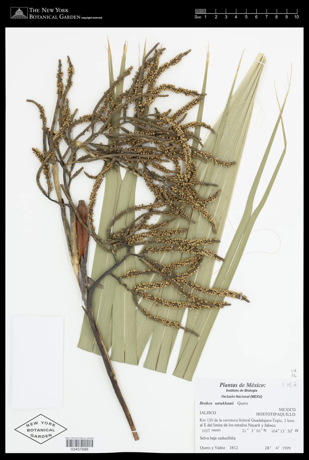 Botanical specimen of Brahea Sarukhanii.