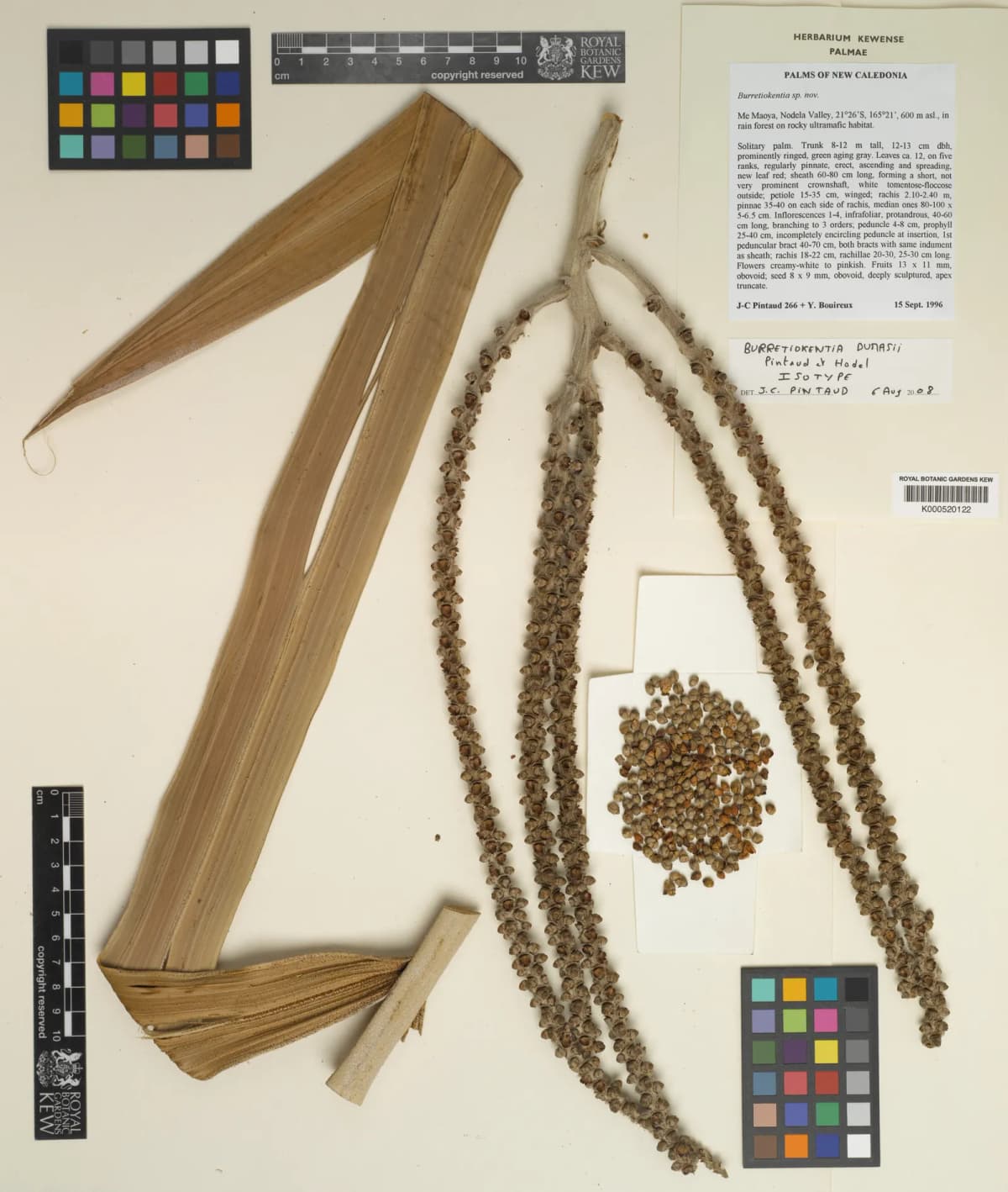 Botanical specimen of Burretiokentia Dumasii.