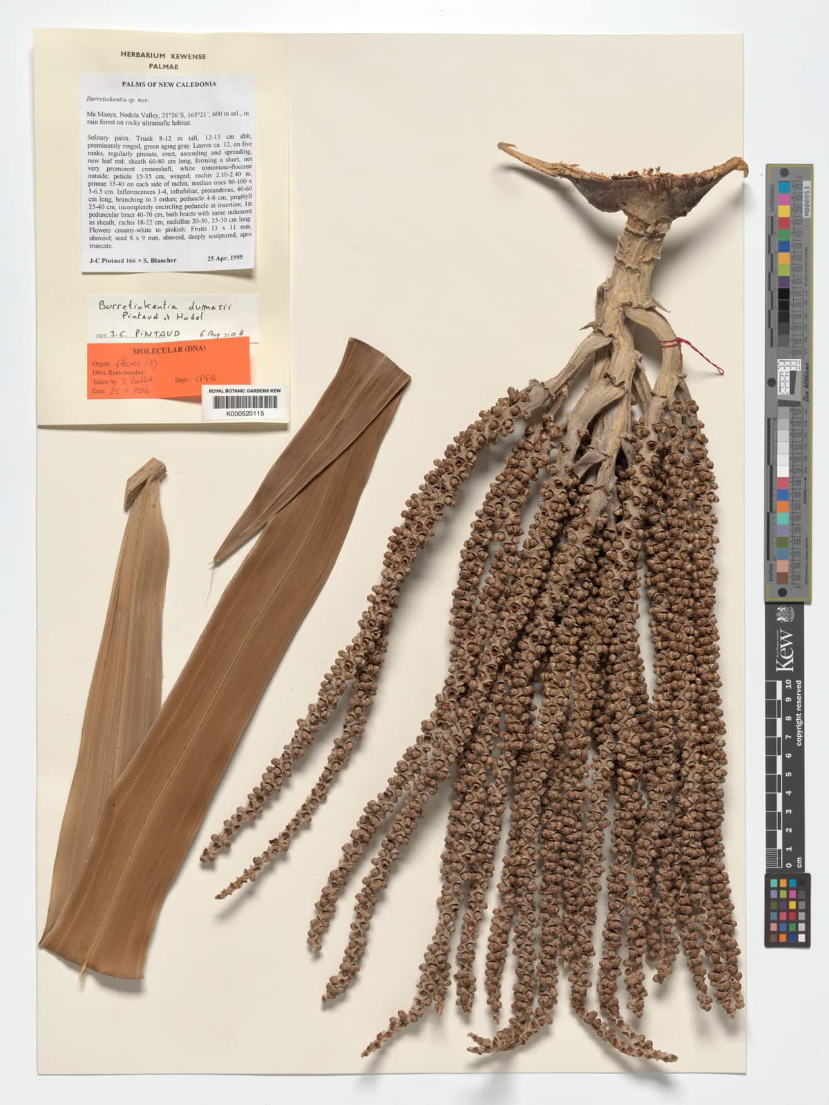 Botanical specimen of Burretiokentia Dumasii.