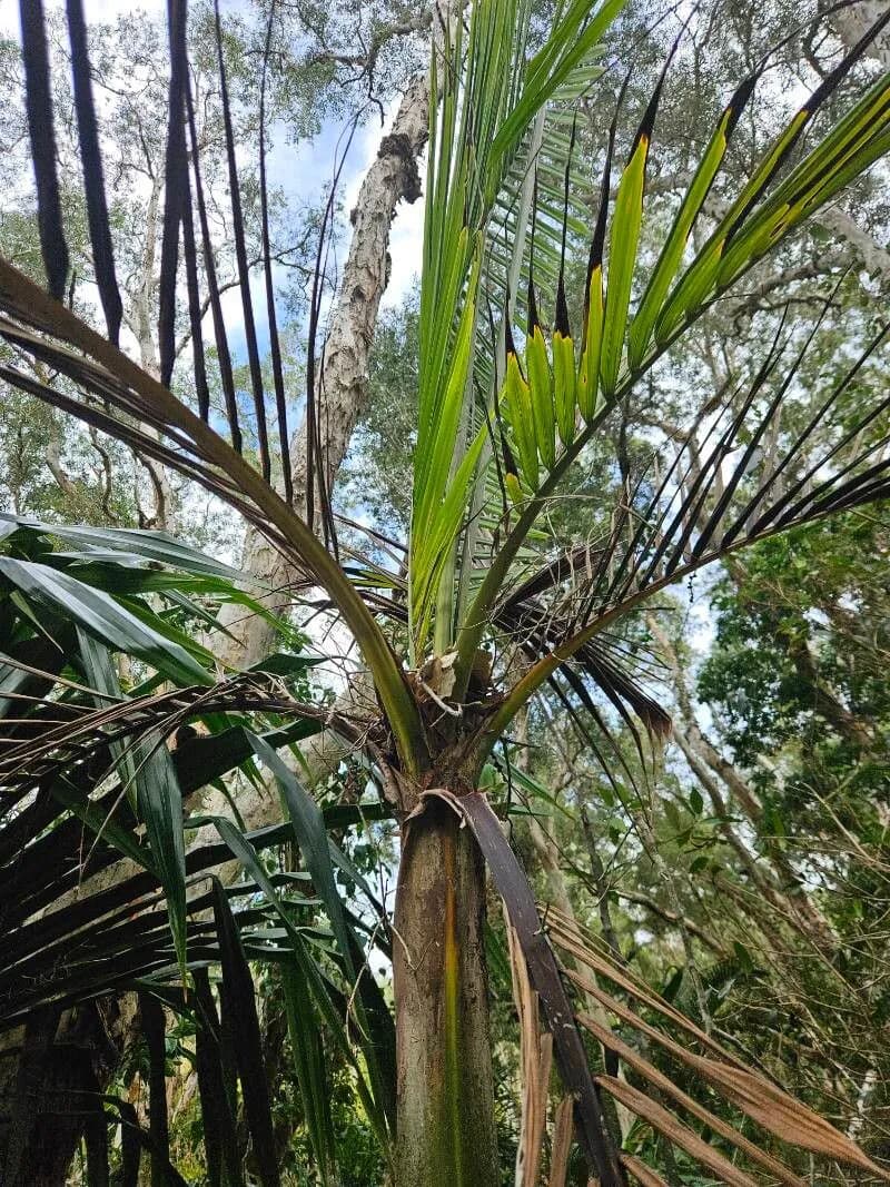 Botanical specimen of Burretiokentia Grandiflora.