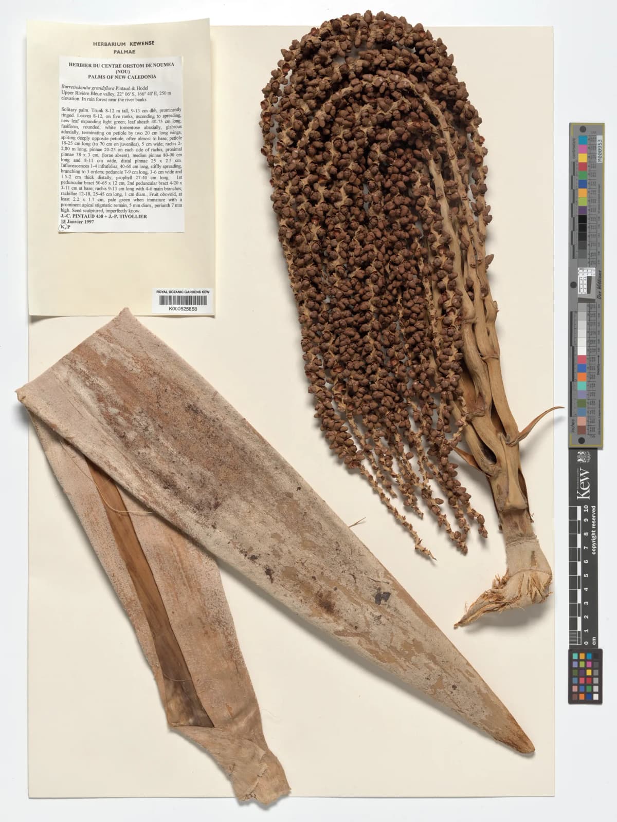 Botanical specimen of Burretiokentia Grandiflora.