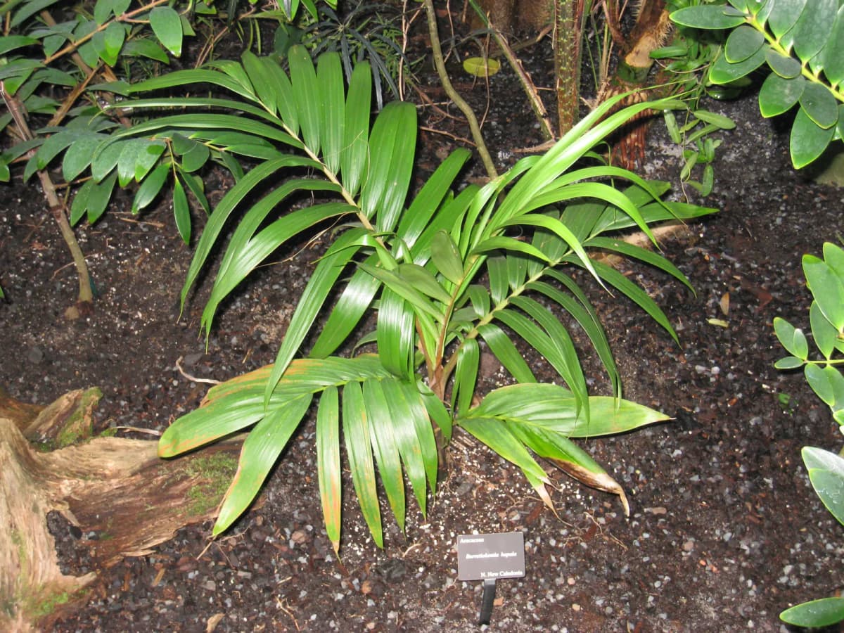 Botanical specimen of Burretiokentia Hapala.