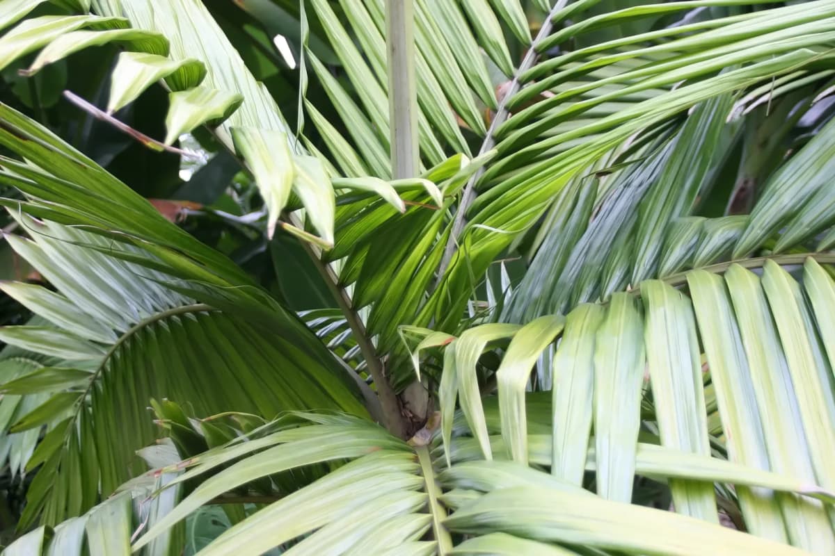 Botanical specimen of Burretiokentia Hapala.
